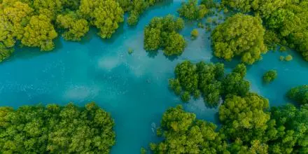 Río caudaloso que confluyen con varios árboles